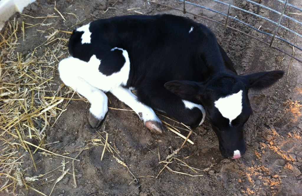 Alfalfa the calf
