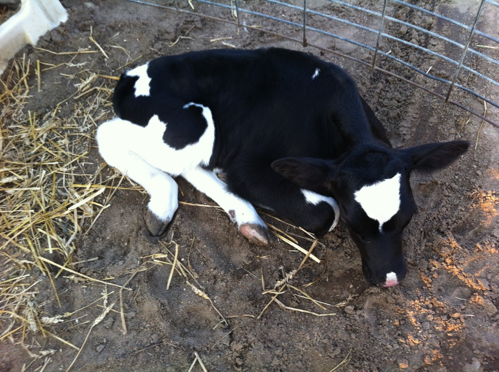 Alfalfa the calf