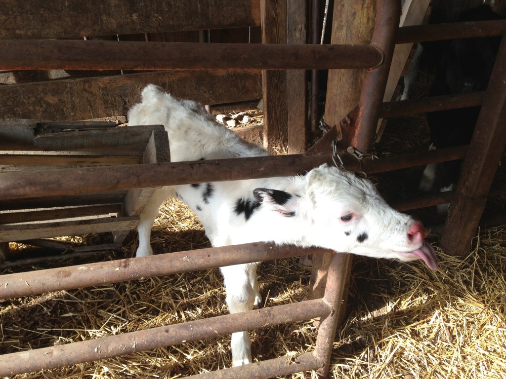 Snowball's calf - what should we name her??