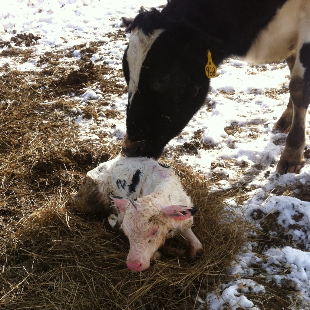 This picture is actually from 2011, but this mama was well-behaved and had her calf in a nice dry spot. Interestingly, that calf is now bred and in the same pasture she was born in. 