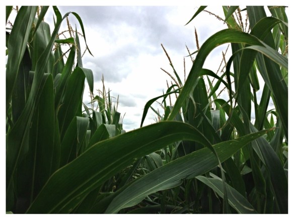 tassledcorn.jpg