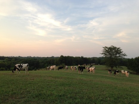 Cows on Hay Field