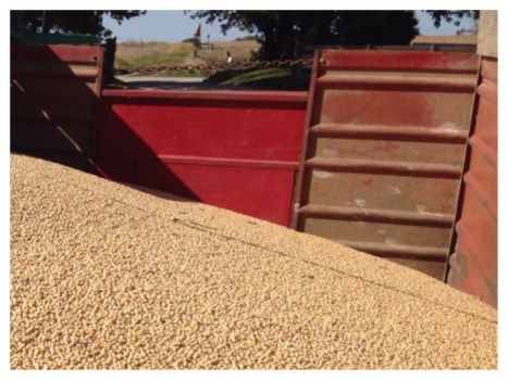 soybeans.jpg