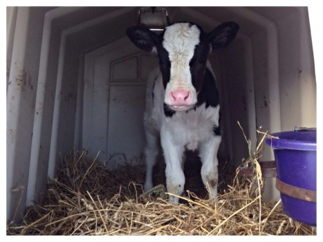 One of our young calves staying warm in the back of it's hut.  You can see its bedding is almost as deep as it's knees.