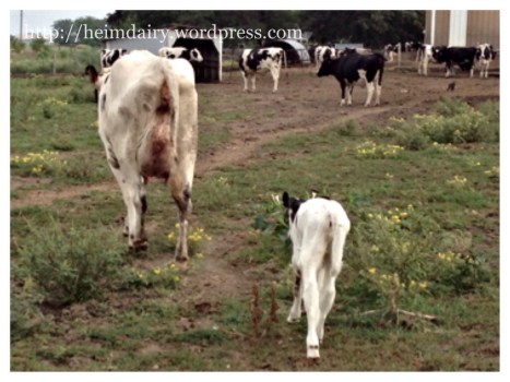 Cow and Calf Calf and Cow