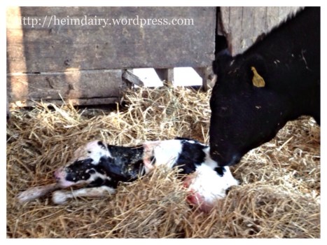 Newborn Calf newborn calf