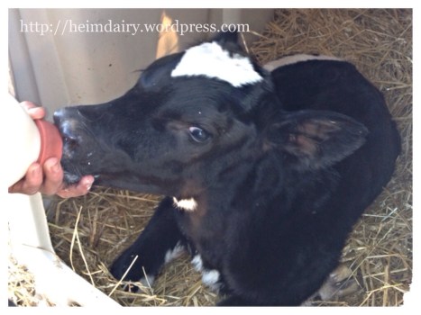 Feeding Colostrum Calf's first colostrum.